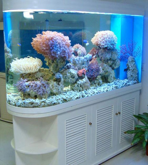 居家养鱼风水考究，，，怎么养鱼招财气？？？