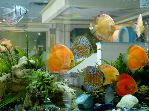 居家养鱼风水考究，，，怎么养鱼招财气？？？